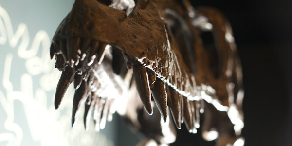 Albertosaurous Dinosaur