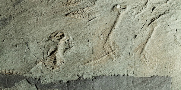 The Oldest Complex Animal Fossils