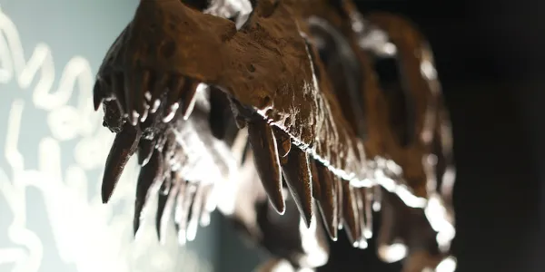 Albertosaurous Dinosaur