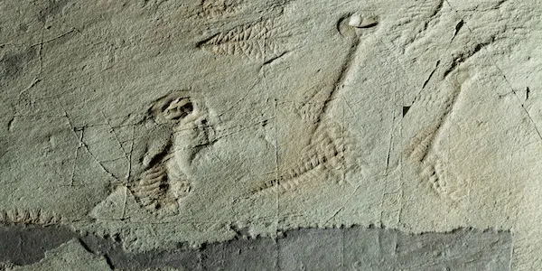 The Oldest Complex Animal Fossils